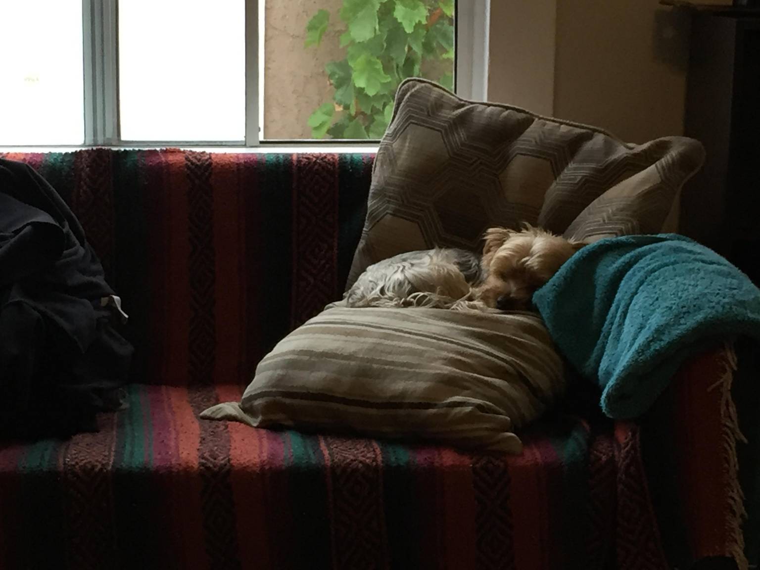 Dog receiving excellent care